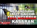 SOGON GACOR FULL NGEBREN KASAR COCOK UNTUK MASTERAN DAN PANCINGAN SOGOK ONTONG BIAR GACOR DOR