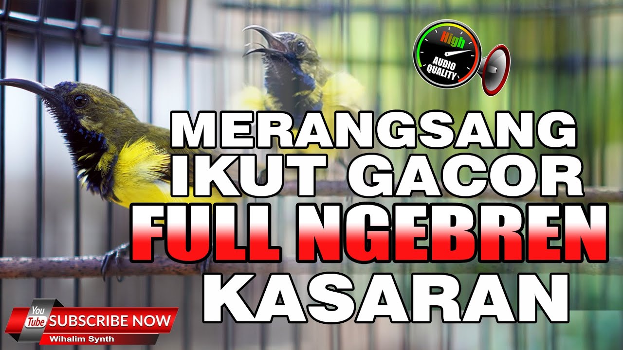 SOGON GACOR FULL NGEBREN KASAR COCOK UNTUK MASTERAN DAN PANCINGAN SOGOK ONTONG BIAR GACOR DOR