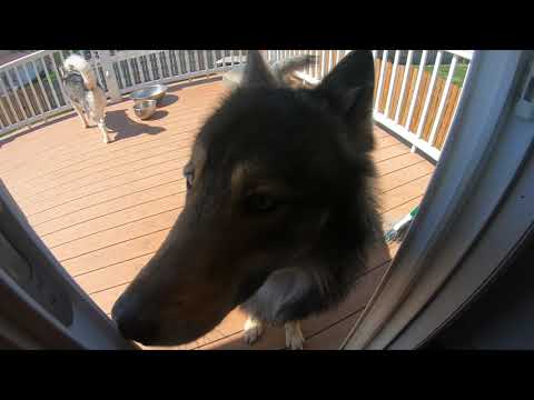 Video: How To Get Rid Of Neighbor Dogs