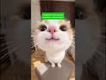 И смешно, и грустно. Но котики всё-равно милые, правда же?🥰Отметьтесь в комментах - кто узнал себя?