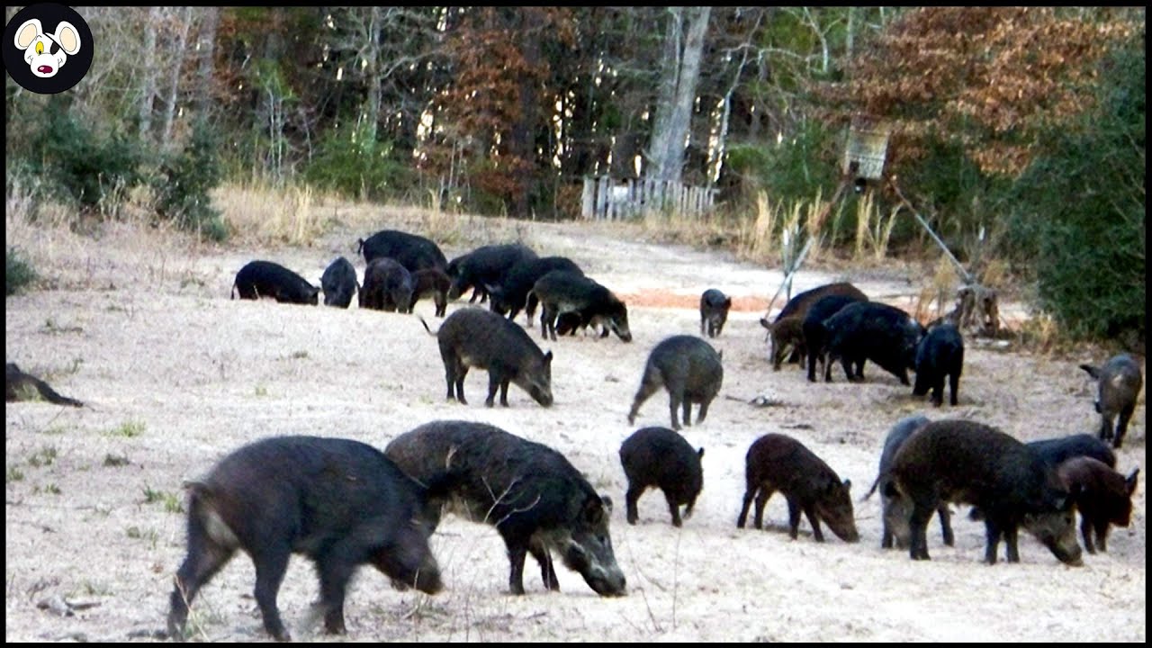 Why American Farmers Don't Use Wild Boar Meat - How To Deal With Wild Boars