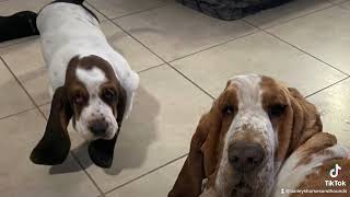 Cool Basketball Player - Charles Barkley - Basset Hounds - Charles & Barkley by Bailey's Basset Hounds 108 views 1 year ago 12 seconds