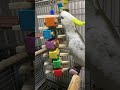 Joey aan het spelen met speelgoed van Fensievogels.nl