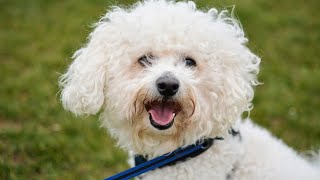 Enjoying Outdoor Activities with Your Bichon Frise