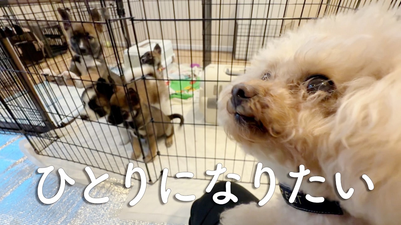 Four puppies is too much!? Kinako-sensei has left home. - YouTube