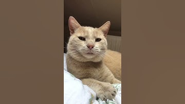 Windows Error 😹😹| Funny Cat