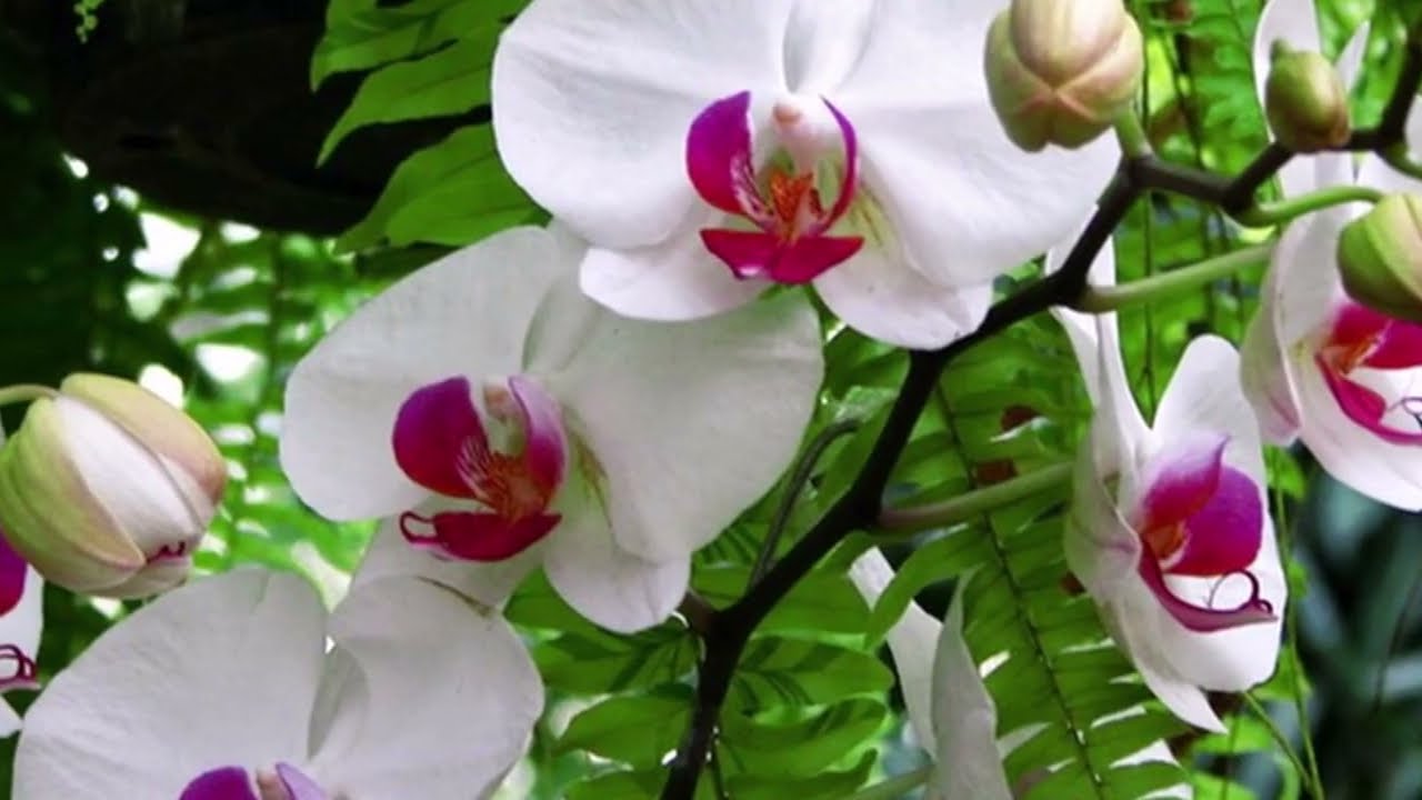 KVĚTINOVÁ POLKA Karel Blažek