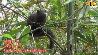 squirrel 赤腹松鼠啃竹子及茄苳的嫩葉  ( 2016 Ultra HD 4K HDR )