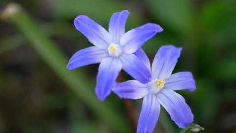 Thumbnail of Celine Dion - Then You Look At Me