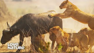 Lions Work Together to Take Down Buffalo by Love Nature 162,375 views 10 days ago 9 minutes, 47 seconds