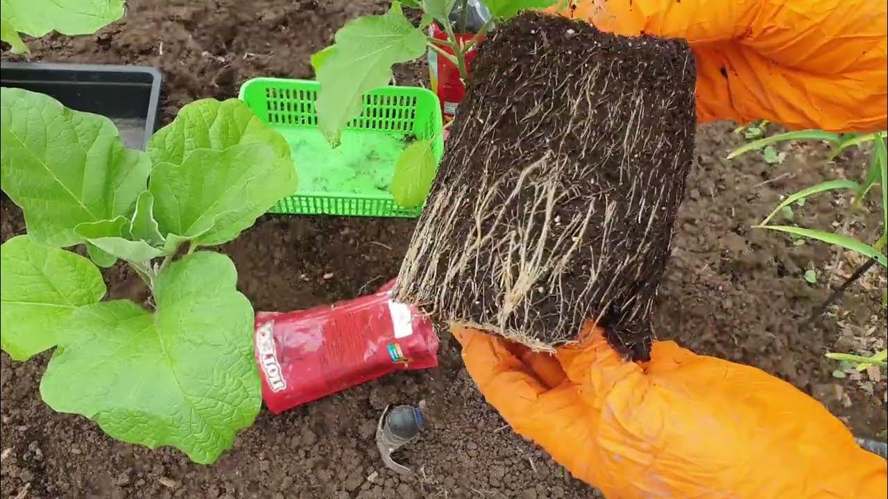 Что положить в лунку при посадке баклажанов