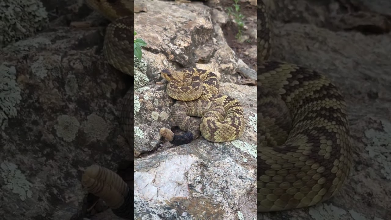 A beautiful Blacktailed Rattlesnake found by a hunter