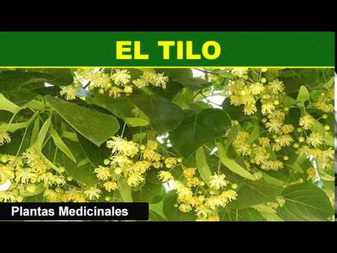 179 El Tilo Plantas Medicinales - YouTube