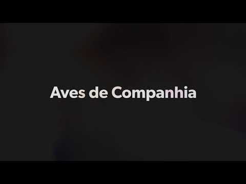 Crescimento 3 crias – Pionites Leucogasters Crescimento 3 crias – Pionites Leucogasters