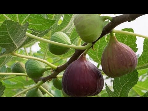 ✅ Το «βασιλικό»