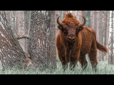 Видео: Редки растения и животни в Беларус