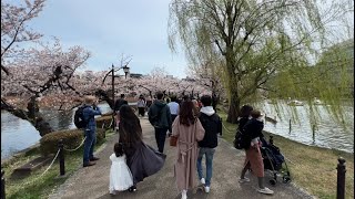 ３月　桜　上野恩賜公園　朝　ー　12ヶ月の東京