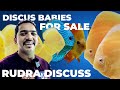Discus babies for sale  high quality discus