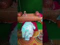 गुरु कृपा #Guru#maa#ka#ladla#kalka#navdurga#darbar#roorkee #viralvideos