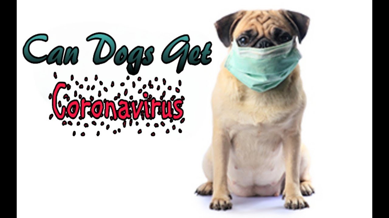 Can Dogs Get Coronavirus How can dog owners protect pets from