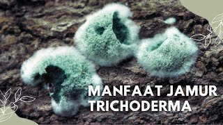 Jamur Trichoderma Spp