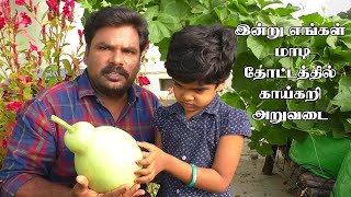 இன்றைய மாடி தோட்டம் அறுவடை | Today Harvest Organic Vegetables in My Terrace Garden vellore thottam |