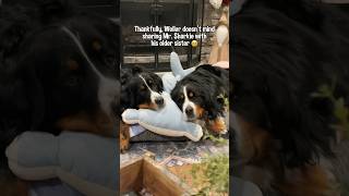 My Bernese Mountain Dogs Are Obsessed With a Giant Stuffed Toy I Bought Them 🦈 #cutedogs #rescuedog
