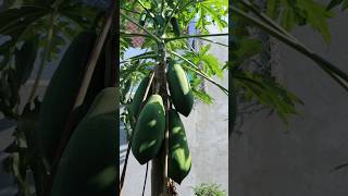 Best grafting papaya