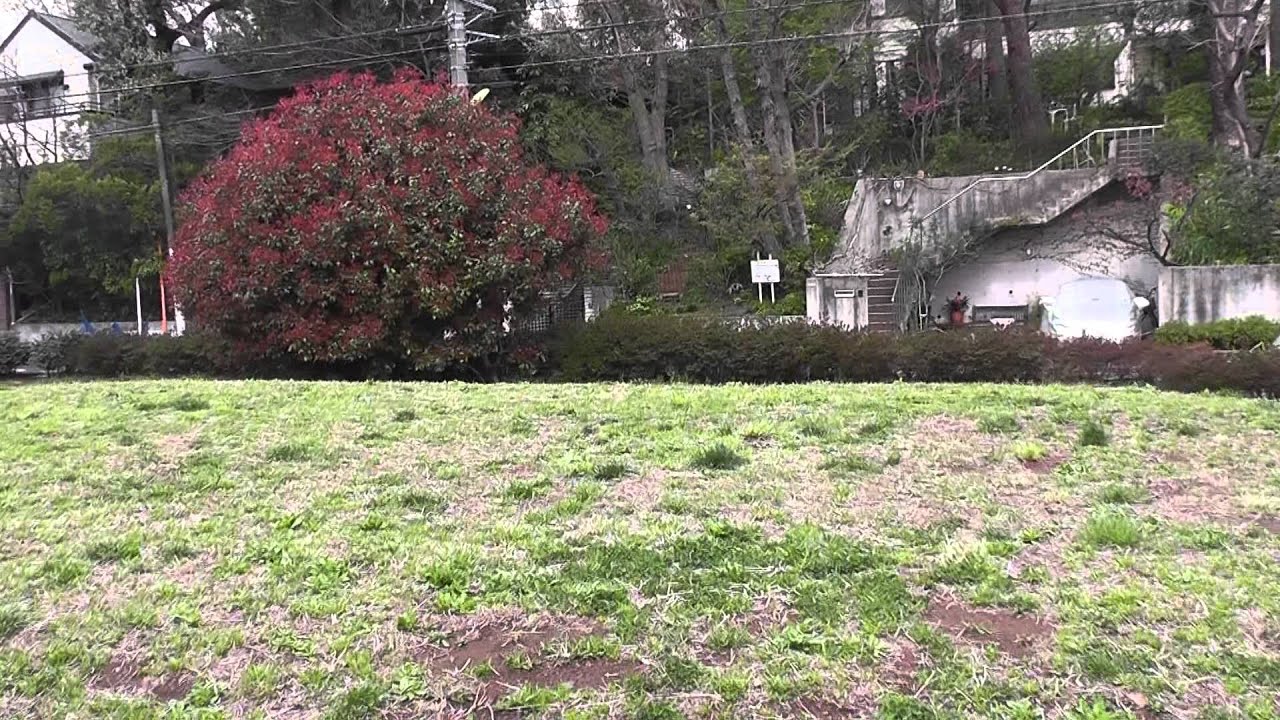 都会のオアシス 森林浴 うぐいすの鳴き声！Forest bath.Japanese Bush Warbler 