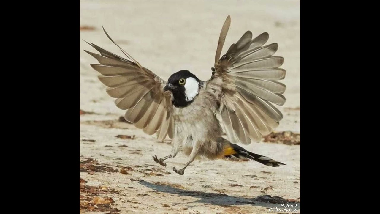 ندهات تحجي البلبول الصعب مجربه ١٠٠%    تحياتي حسن كواز