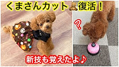 チーン 犬のベル鳴らし芸の練習 1日かからず出来るように トイプードルのコロン Youtube チーン 犬のベル鳴らし芸の練習 1日かからず出来るように トイプードルのコロン Youtube