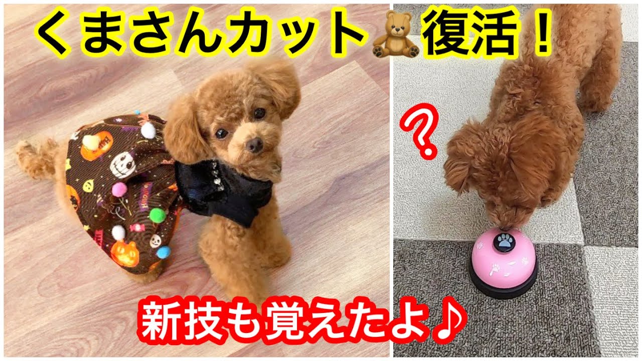 トリミングと新芸 犬 クマ 可愛すぎるテディベアカットと癒しのベル鳴らし トイプードルのコロン Youtube