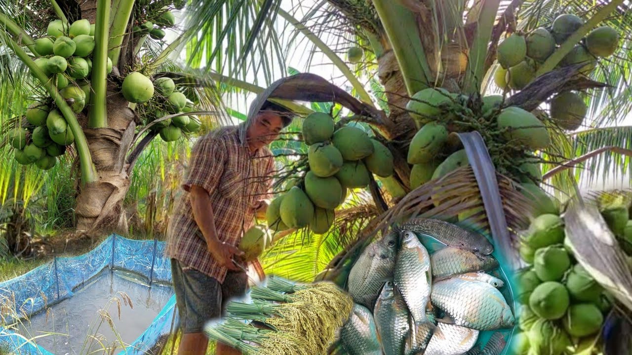 คันนาทองคำ!! ปลูกมะพร้าว 100ต้น บนคันนาใช้เวลา 4ปี มีรายได้เดือนล่ะหมื่น..