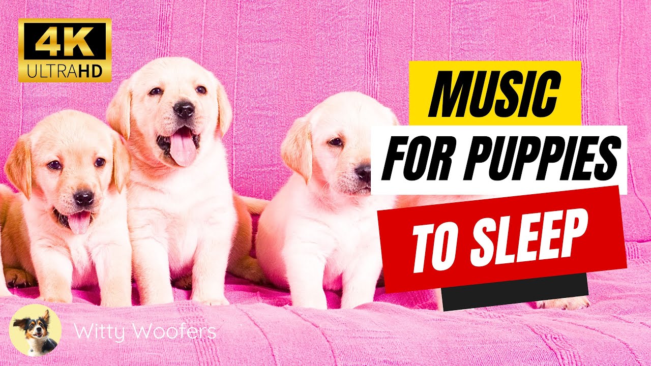 Soothe Your Puppy to Sleep with Relaxing Music & Purring 🐶 Witty Woofers