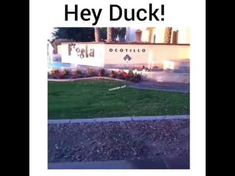 hey-duck!