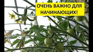 КАК ФОРМИРОВАТЬ ТОМАТЫ? Ольга Чернова.