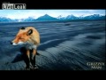 Grizzly Man Audio Of Bear Attack Grizzly Man Audio Of Bear Attack