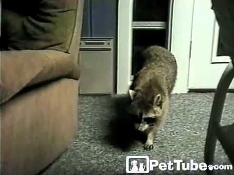 cute cats for sale Security Cat vs. Raccoon- PetTube