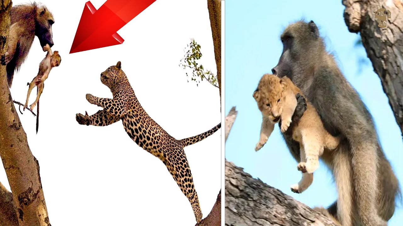 Survival Of The Fittest: Monkeys Vs Leopards And Lions - YouTube