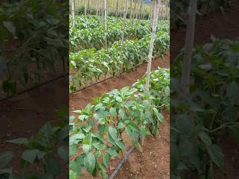 Video: Anaheim Pepper Cuidados y usos: aprenda a cultivar pimientos de Anaheim