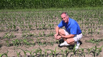 Hail Recovery in V4 corn