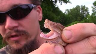 How To Accurately Identify A Copperhead Snake