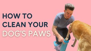 How to Clean Dog Paws: After Walks, Muddy & Before Coming Inside