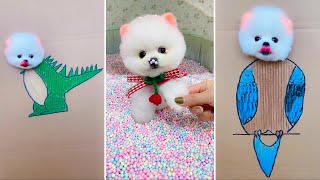 Cute Pomeranian Puppies Doing Funny Things #3 - Cute and Funny Dogs 2024