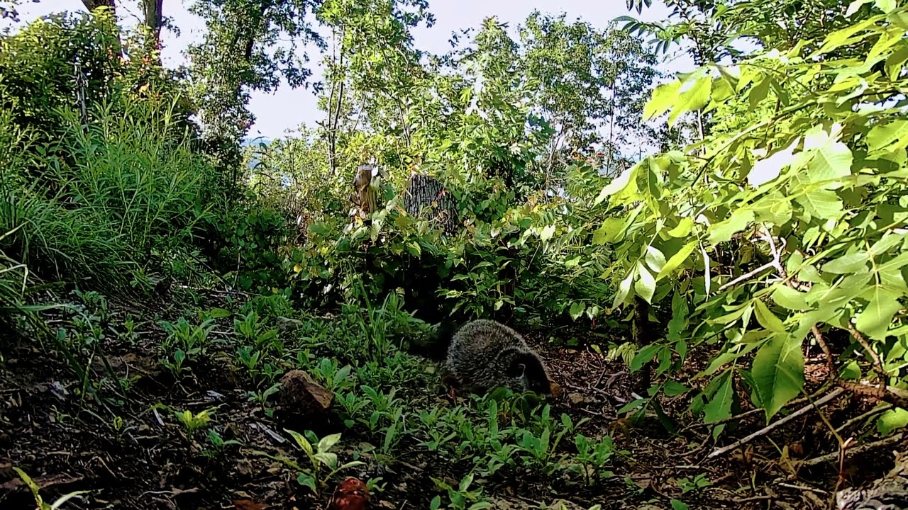 Harvey the Groundhog Says Wait a Minute this isn't a Tree, it's a Camera!🤣Like Subscribe 