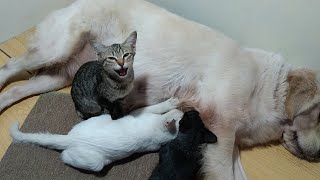 Kittens Say to Each Other: Stop Sucking, Let the Mother Dog Rest by Top Kitten TV 330 views 2 years ago 5 minutes, 9 seconds