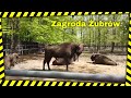 Zagroda Żubrów w Pszczynie- mini zoo w lesie