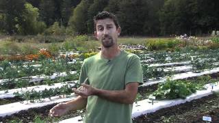 Planting Garlic Instructional Video from Territorial Seed Company