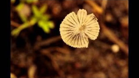 Fungi Timelapse Compilation 01