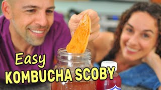 Making a Kombucha Scoby from Scratch (SPOILER: Its super easy)